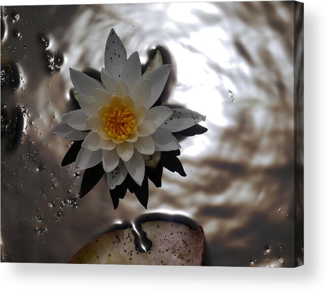Jane Ford Acrylic Print featuring the photograph Water lily by Jane Ford