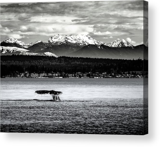 Gray Whale Acrylic Print featuring the digital art Whale Tail by Ken Taylor