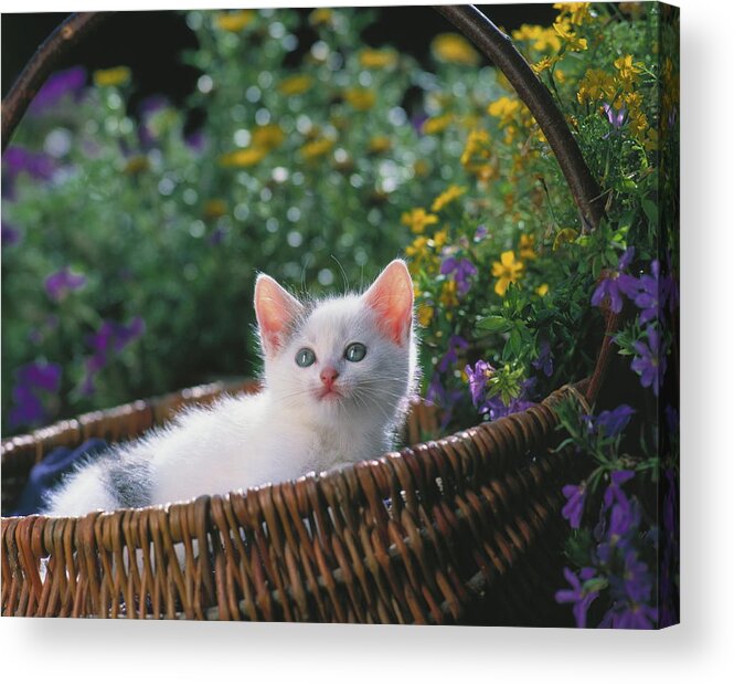 Estock Acrylic Print featuring the digital art White Cat by Oliver Giel