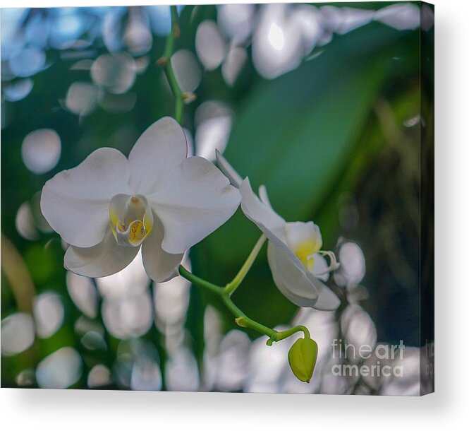 White Acrylic Print featuring the photograph White Orchid by Susan Rydberg