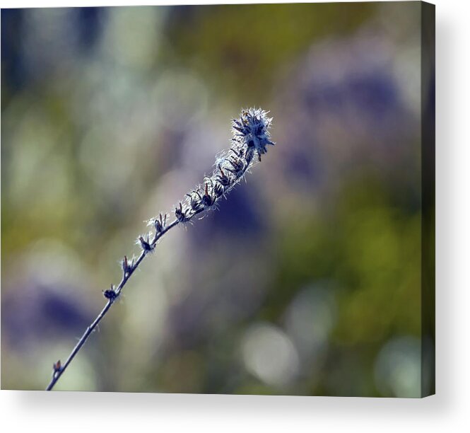 Wildflower Acrylic Print featuring the photograph Widflower 7923-042419 by Tam Ryan