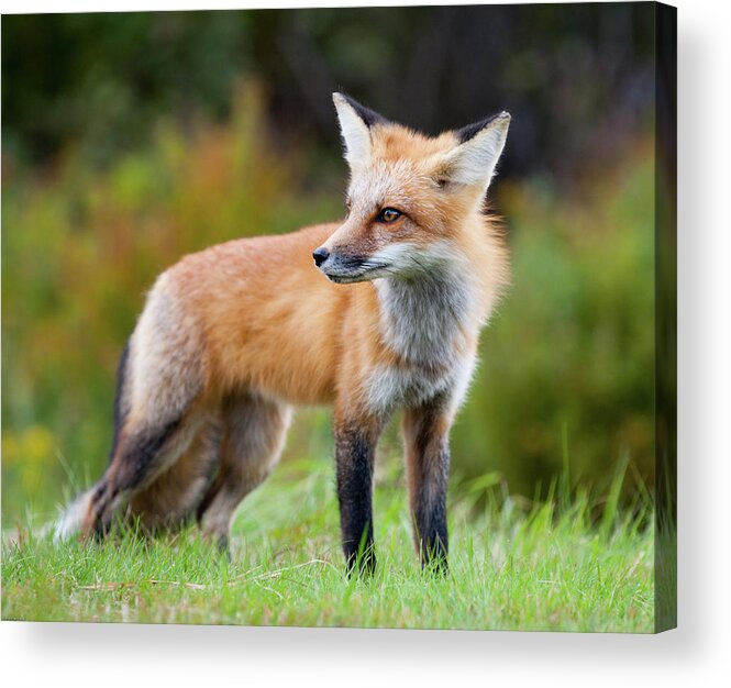 Animals In The Wild Acrylic Print featuring the photograph Wild Fox by Chgr