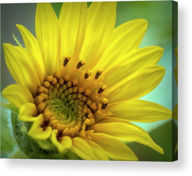 Sunflower Acrylic Print featuring the photograph Wild Sunflower by Cathy Kovarik
