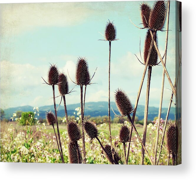 Teasel Acrylic Print featuring the photograph Winter Teasel by Lupen Grainne