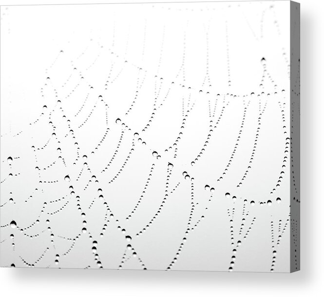 Spider Web Acrylic Print featuring the photograph Woven by Lupen Grainne
