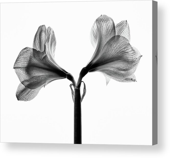 Amaryllis Acrylic Print featuring the photograph Amaryllis #1 by Nailia Schwarz