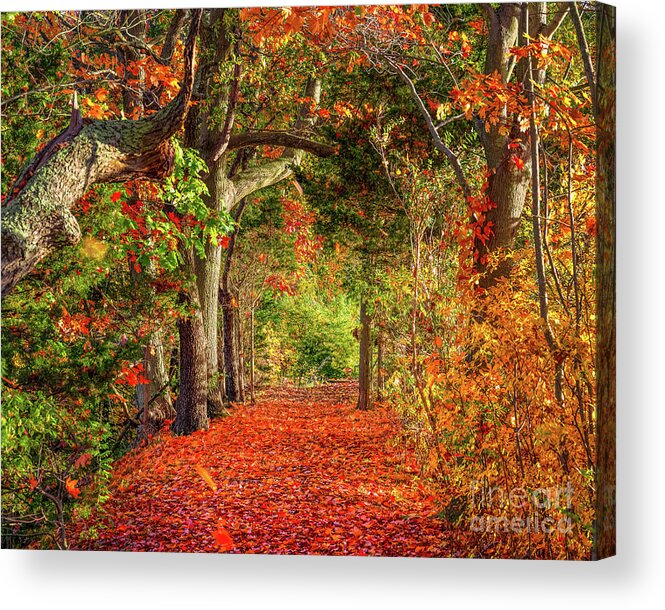 Autumn Acrylic Print featuring the photograph Autumn Path #1 by Sean Mills