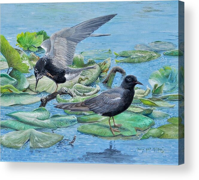 Black Tern Acrylic Print featuring the painting Black Terns #1 by Barry Kent MacKay