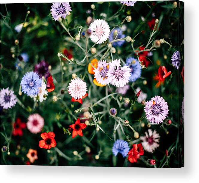 Primula Acrylic Print featuring the photograph Bunte Blumenwiese #1 by Joern Siegroth