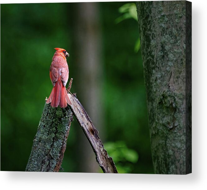 Bird Acrylic Print featuring the photograph Cardinal - Back Feathers #1 by Flinn Hackett