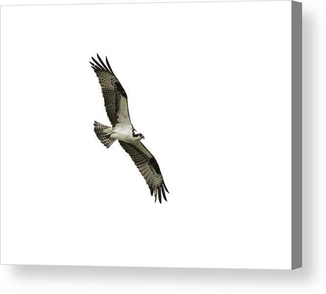 Osprey Acrylic Print featuring the photograph Isolated Osprey 2021-1 by Thomas Young