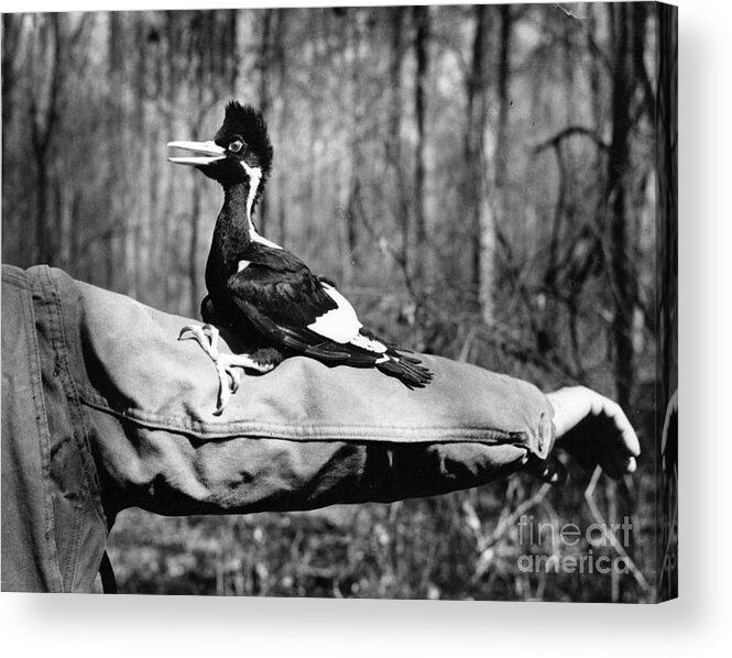 8v3737 Acrylic Print featuring the photograph Ivory-Billed Woodpecker Nestling #1 by James T Tanner