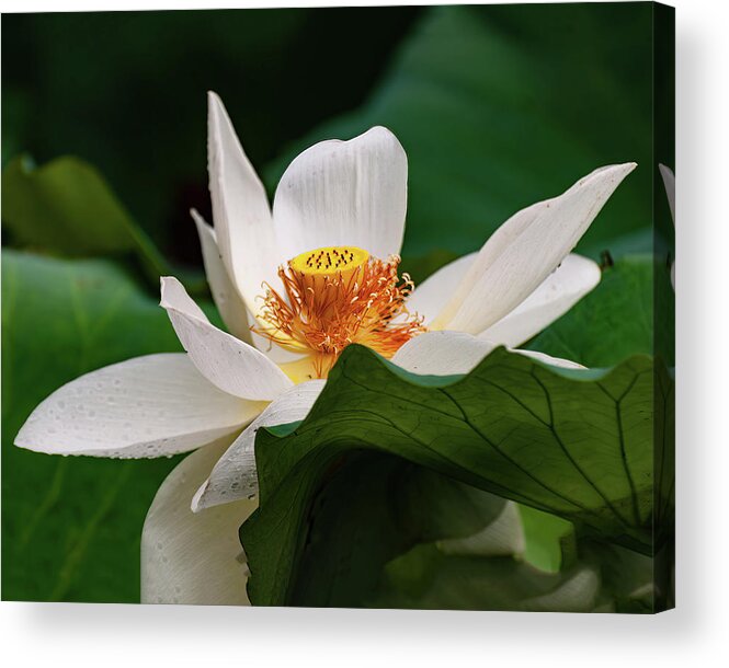 Lotus Acrylic Print featuring the photograph Lotus Flower #2 by Flees Photos