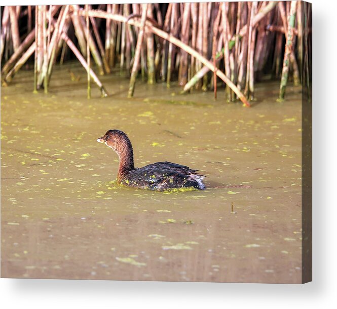 Grebe Acrylic Print featuring the photograph Pied-billed Grebe in Winter #1 by Robert Harris