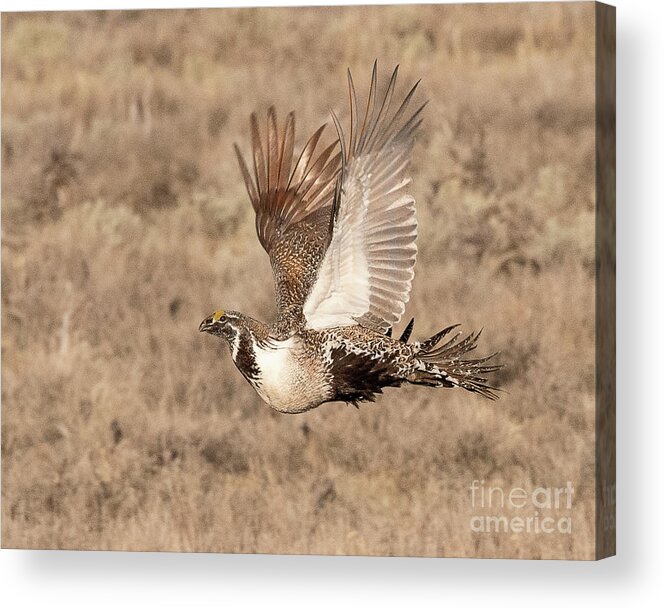 Bird Acrylic Print featuring the photograph Sage Grouse on the Wing #1 by Dennis Hammer