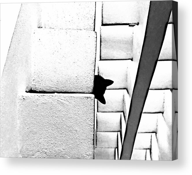 Abstract Cat Art Acrylic Print featuring the photograph Stalker by Valerie Greene