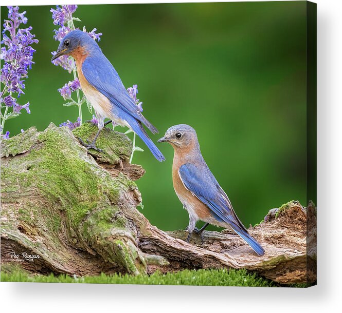 Birds Acrylic Print featuring the photograph The Perfect Pair #1 by Peg Runyan
