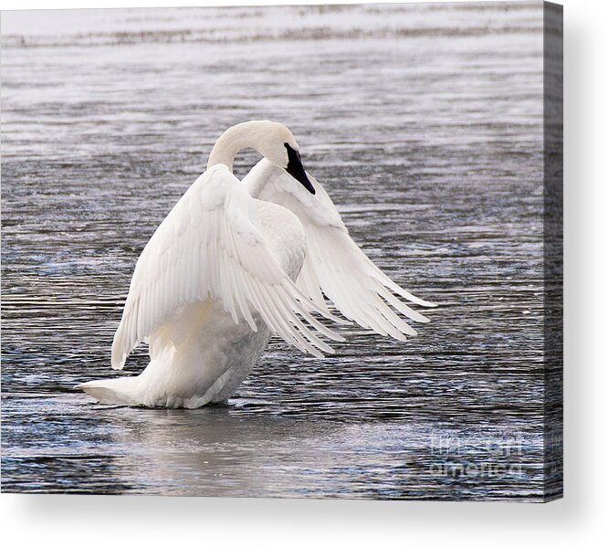 Bird Acrylic Print featuring the photograph Trumpeter Swan #1 by Dennis Hammer