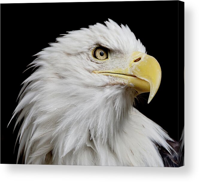 Animal Acrylic Print featuring the photograph American Bald Eagle #2 by Ernest Echols