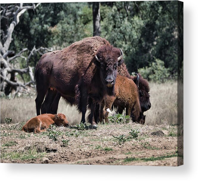 Bison Acrylic Print featuring the photograph 2 And 2 by American Landscapes