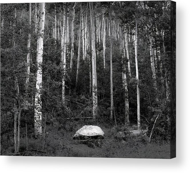 Aspen Acrylic Print featuring the photograph Aspen Grove Independence Pass #1 by Wayne King