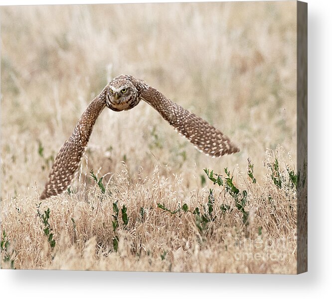 Bird Acrylic Print featuring the photograph Burrowing Owl on the Wing #2 by Dennis Hammer