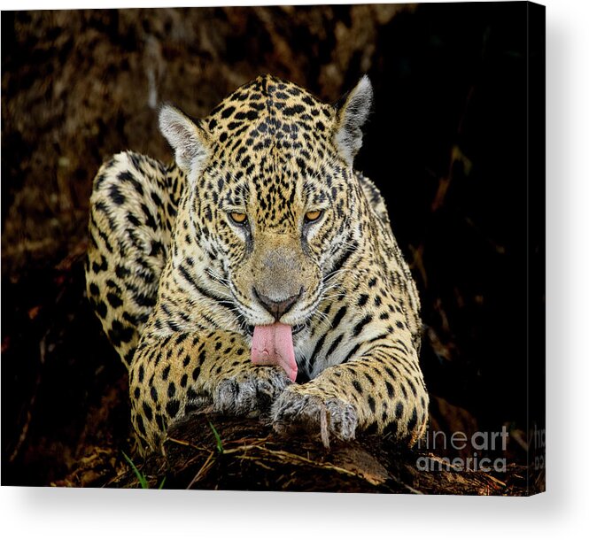 Brazil Acrylic Print featuring the photograph Jaguar #2 by Patrick Nowotny