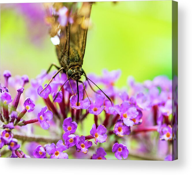 Plants Acrylic Print featuring the photograph Macro Photography - Butterfly #2 by Amelia Pearn