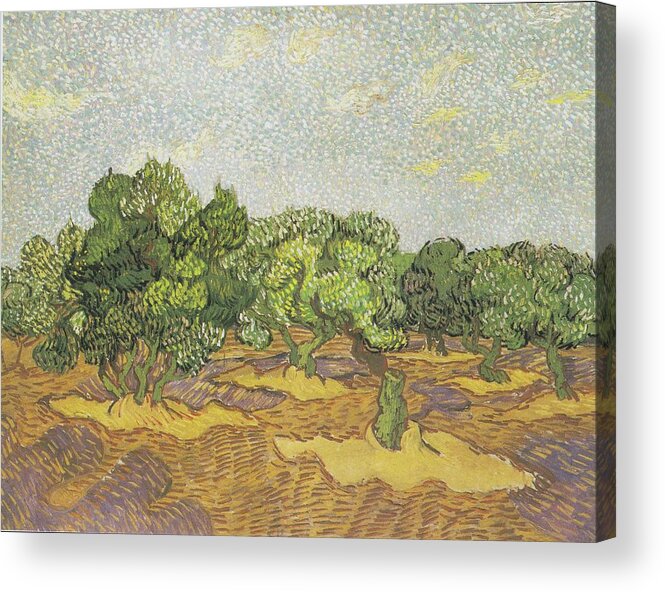 Olive Trees Acrylic Print featuring the painting Olive Trees #14 by Vincent van Gogh