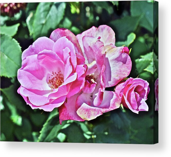 Roses Acrylic Print featuring the photograph 2020 Mid June Garden Shrub Roses 1 by Janis Senungetuk