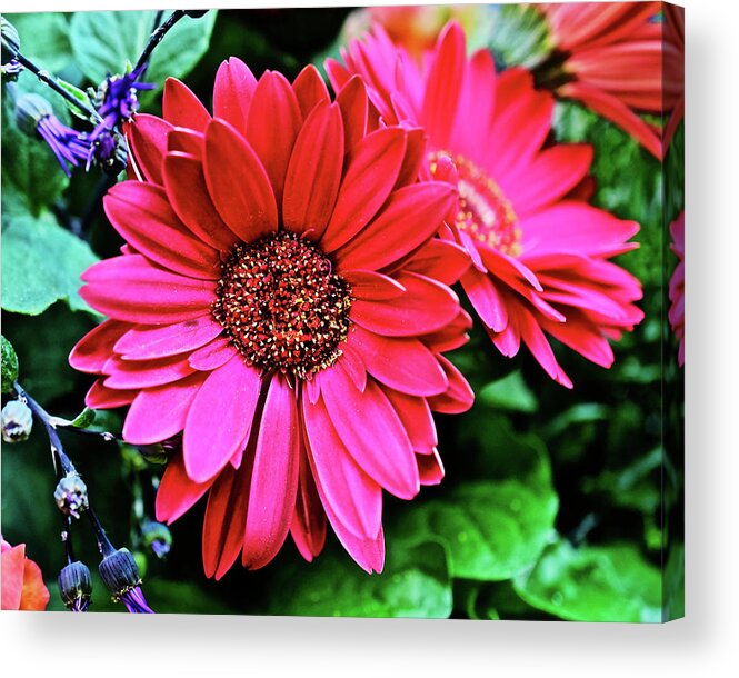 Daisy Acrylic Print featuring the photograph 2020 Red Gerber Daisy 2 by Janis Senungetuk