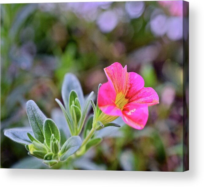 Flowers Acrylic Print featuring the photograph 2021 Tropical Sunrise Breeze by Janis Senungetuk
