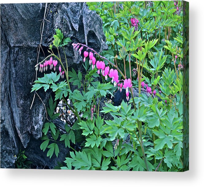 Spring Flowers Acrylic Print featuring the photograph 2021Late April Bleeding Hearts 1 by Janis Senungetuk