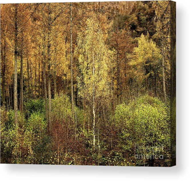 50 Shades Gold Golden Autumn Wonderland Fall Smart Uk Woodland Woods Forest Trees Foliage Leaves Beautiful Birch Crown Beauty Landscape Rich Colors Yellow Delightful Magnificent Mindfulness Serenity Inspirational Serene Tranquil Tranquillity Magic Charming Atmospheric Aesthetic Attractive Picturesque Scenery Glorious Impressionistic Impressive Pleasing Stimulating Magical Vivid Trunks Effective Green Bushes Delicate Gentle Joy Enjoyable Relaxing Pretty Uplifting Poetic Orange Red Fantastic Tale Acrylic Print featuring the photograph Fifty Shades Of Gold by Tatiana Bogracheva