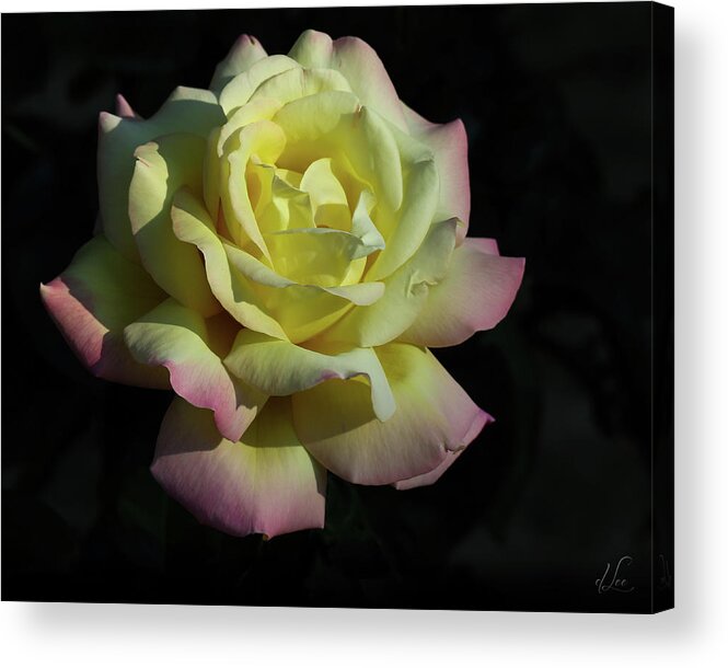 Rose Acrylic Print featuring the photograph A Peaceful Rose Invitation by D Lee