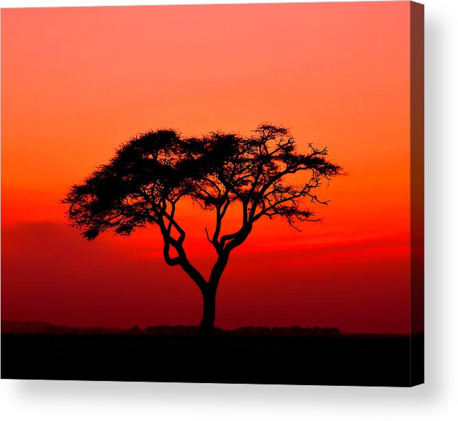 Africa Acrylic Print featuring the photograph A Solitary Acacia Tree in the African Sunset by Mitchell R Grosky