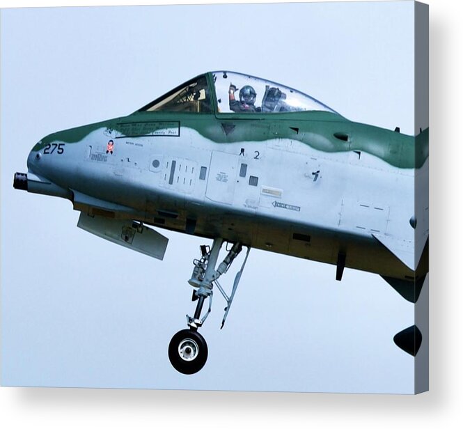 A10 Acrylic Print featuring the photograph Warthog Salute by Greg Hayhoe