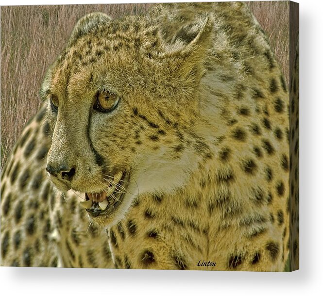 Cheetah Acrylic Print featuring the photograph African Cheetah 8 by Larry Linton
