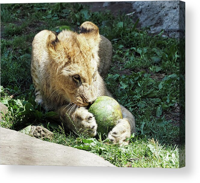 African Lion Acrylic Print featuring the photograph African Lion by Scott Olsen