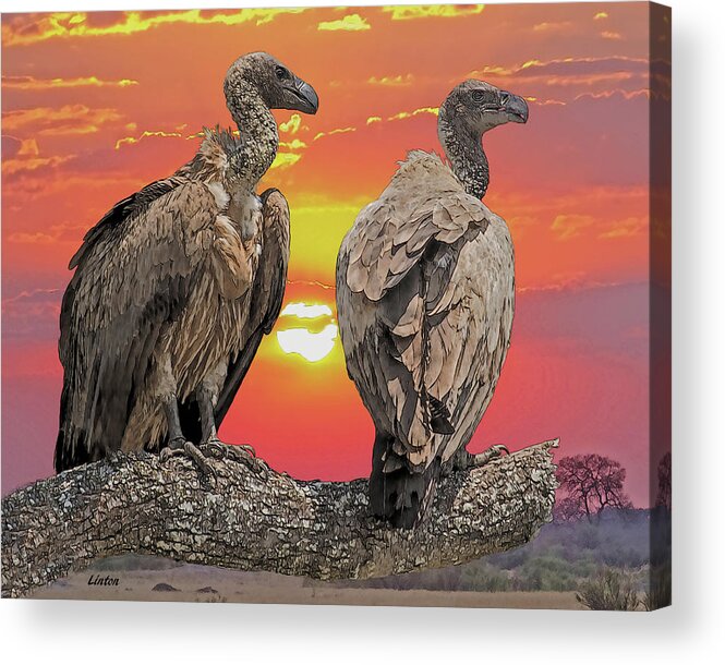 African Vultures Acrylic Print featuring the digital art AFRICAN VULTURES AT SUNSET cps by Larry Linton