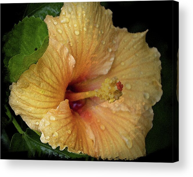 Hibiscus Acrylic Print featuring the photograph After the Rain by M Kathleen Warren