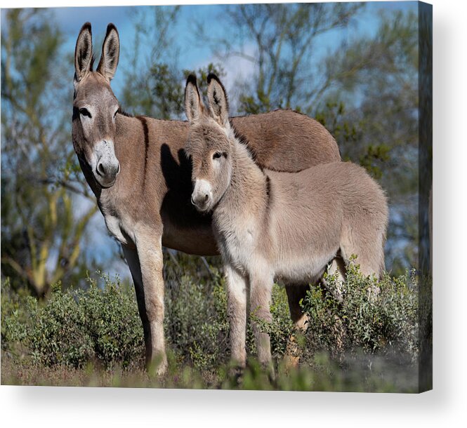 Wild Burros Acrylic Print featuring the photograph Always watching by Mary Hone