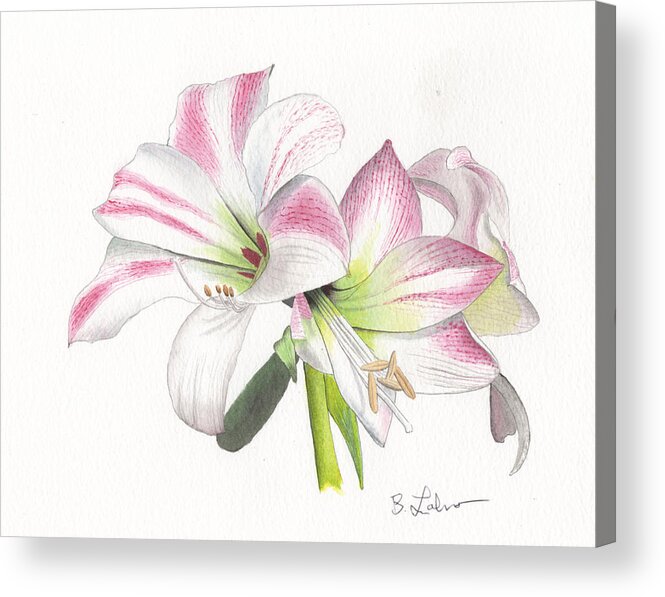 Amaryllis Watercolor Acrylic Print featuring the painting Amaryllis by Bob Labno
