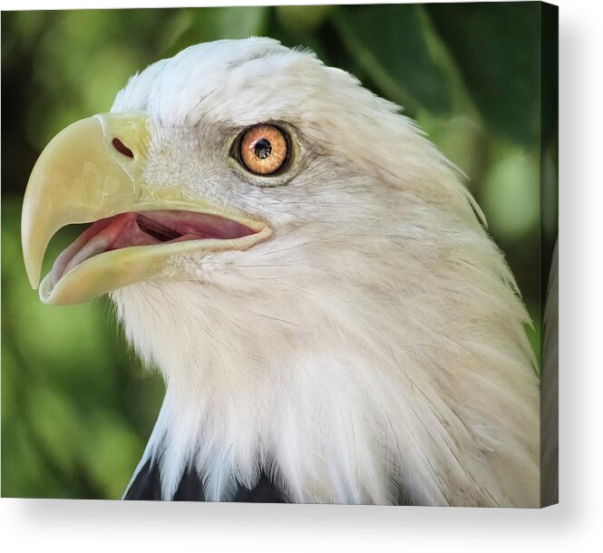 Eagle Acrylic Print featuring the photograph American Bald Eagle Portrait - Bright Eye by Patti Deters