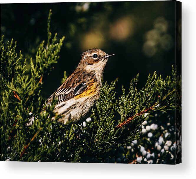Yellow-rumped Warbler Acrylic Print featuring the photograph Yellow-Rumped Warbler by Rich Kovach