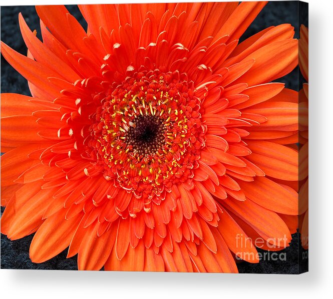 Orange Acrylic Print featuring the photograph An Orange Happy Birthday Flower by L Bosco