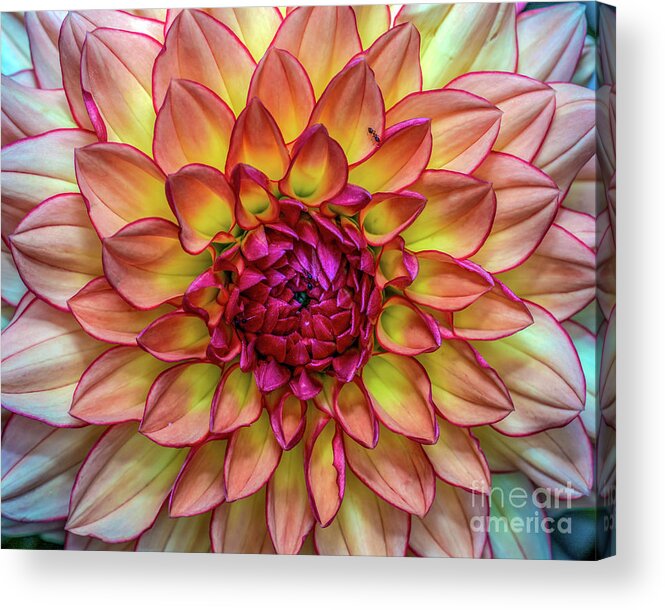 Ants Acrylic Print featuring the photograph Ants On A Pinnate Dahlia by Gemma Mae Flores Sellers