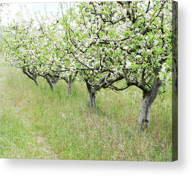 Apple Orchard Acrylic Print featuring the photograph Apple Flowers by Lupen Grainne