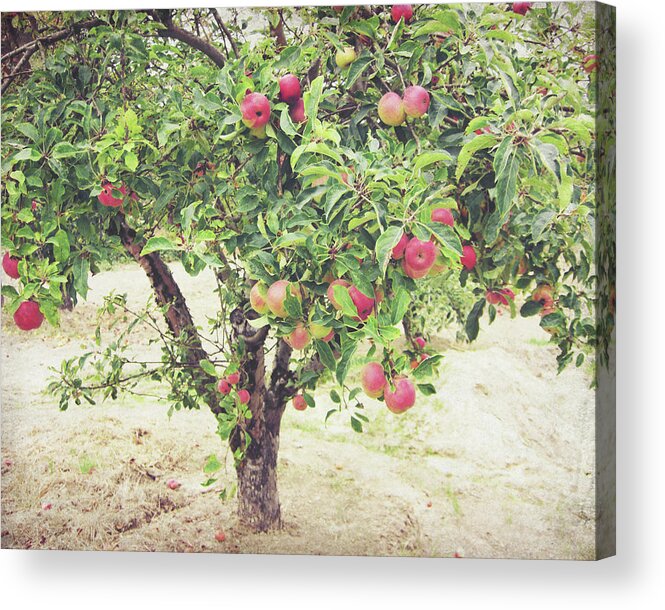 Apple Tree Acrylic Print featuring the photograph Apple Tree by Lupen Grainne