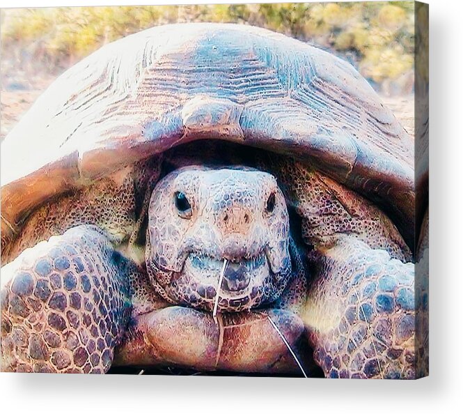 Funny Face Acrylic Print featuring the photograph Aren't I Gorgeous? by Judy Kennedy